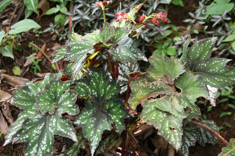 Begonia rex