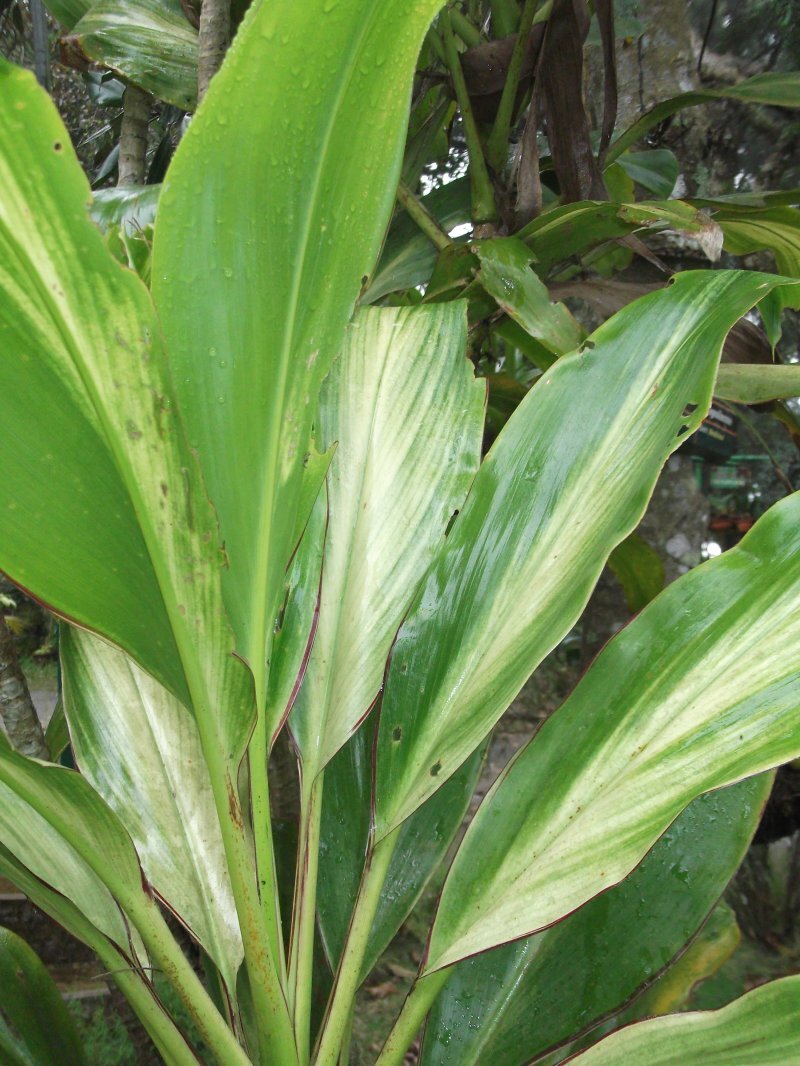 Cordyline terminalis 'Kiwi'