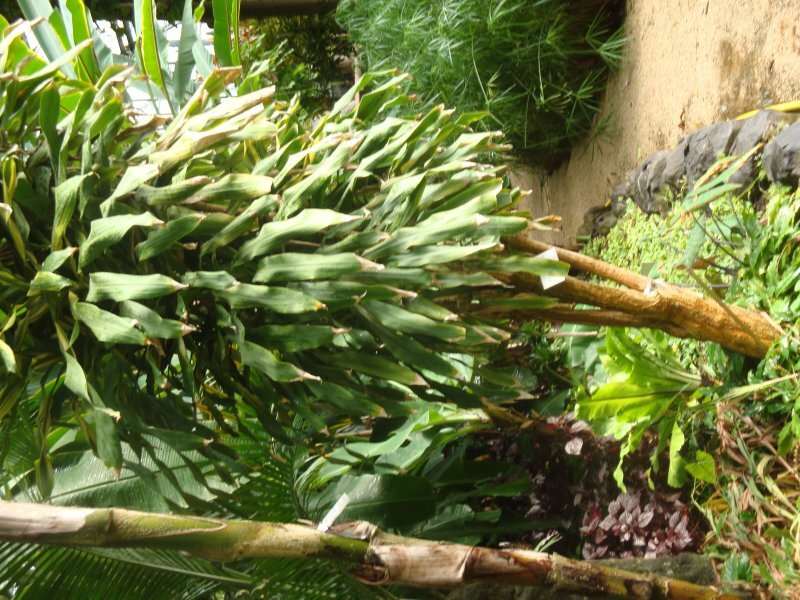 Dracaena fragans