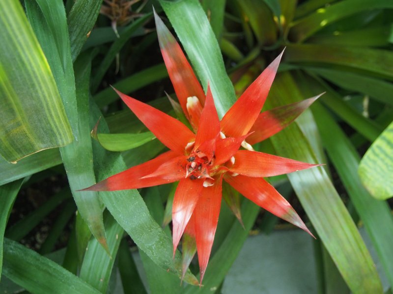 Guzmania spp