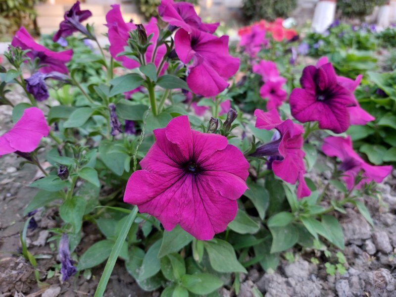Petunia hybrida 'Surfinia'