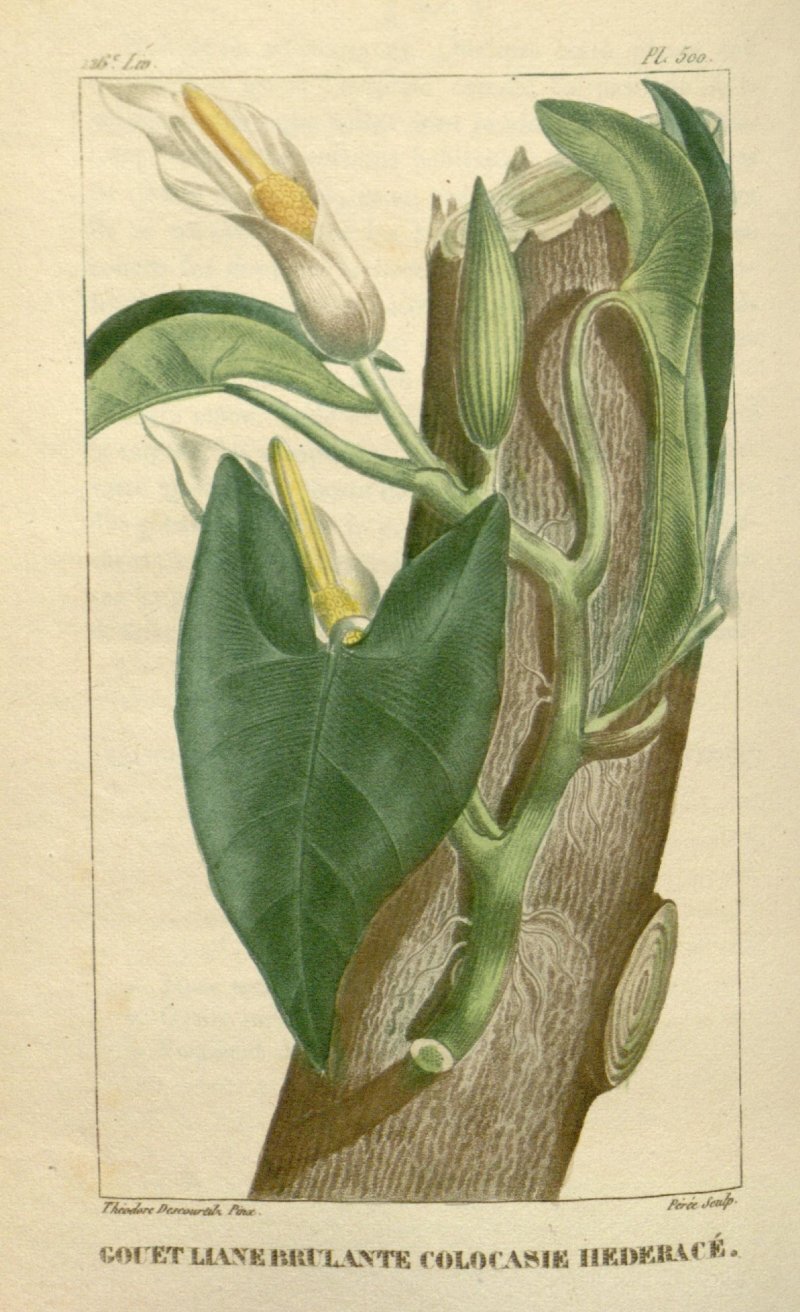 Philodendron scandens