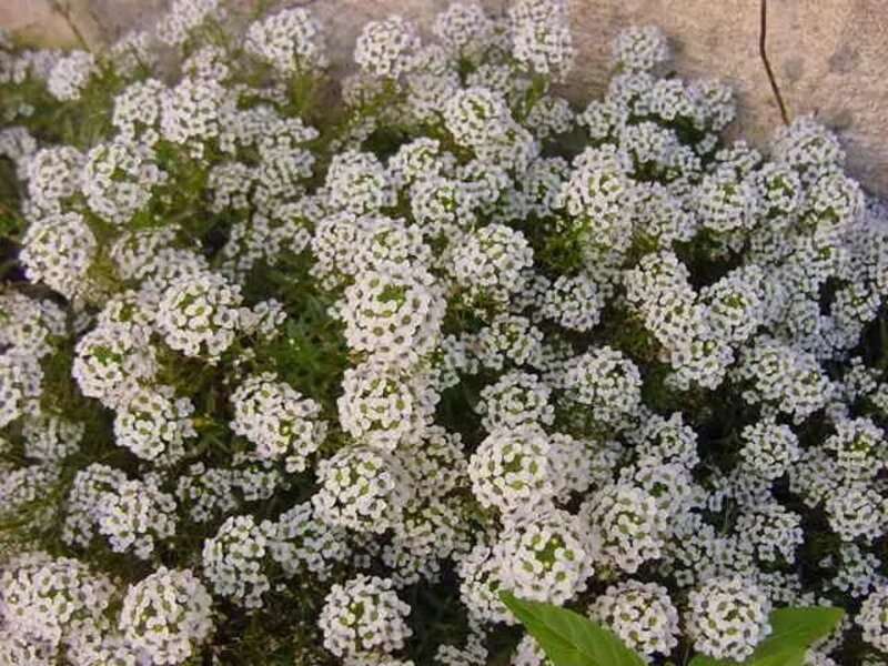 Alyssum maritimum