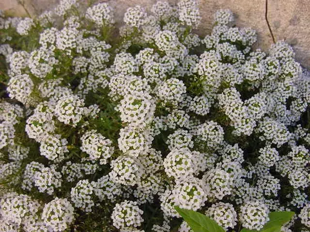 Alyssum maritimum