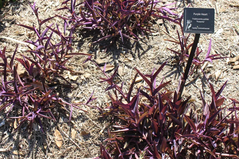 Tradescantia pallida