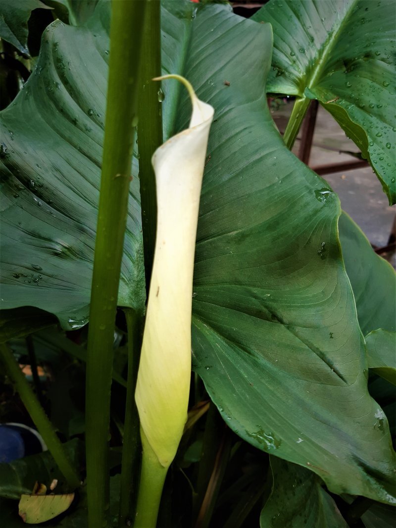 Zantedeschia aetiopica