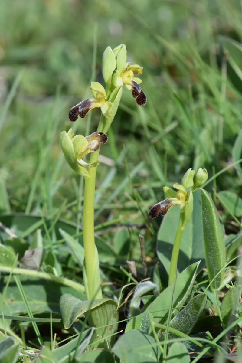 Ophrys fusca