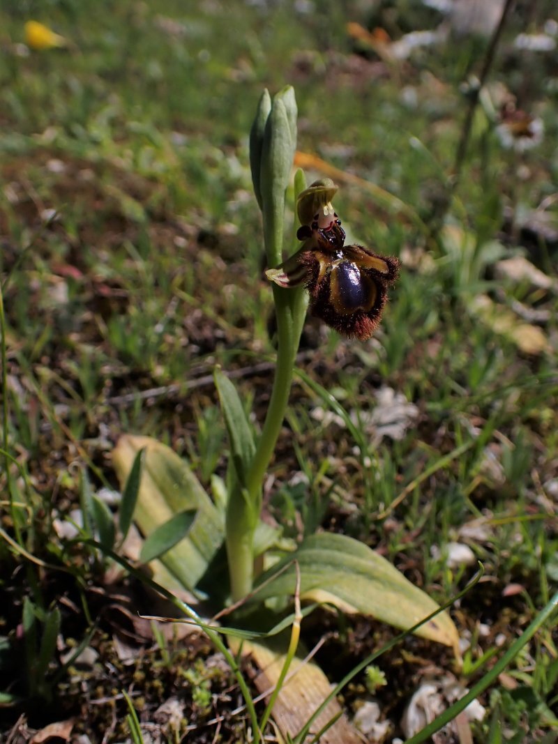 Ophrys speculum