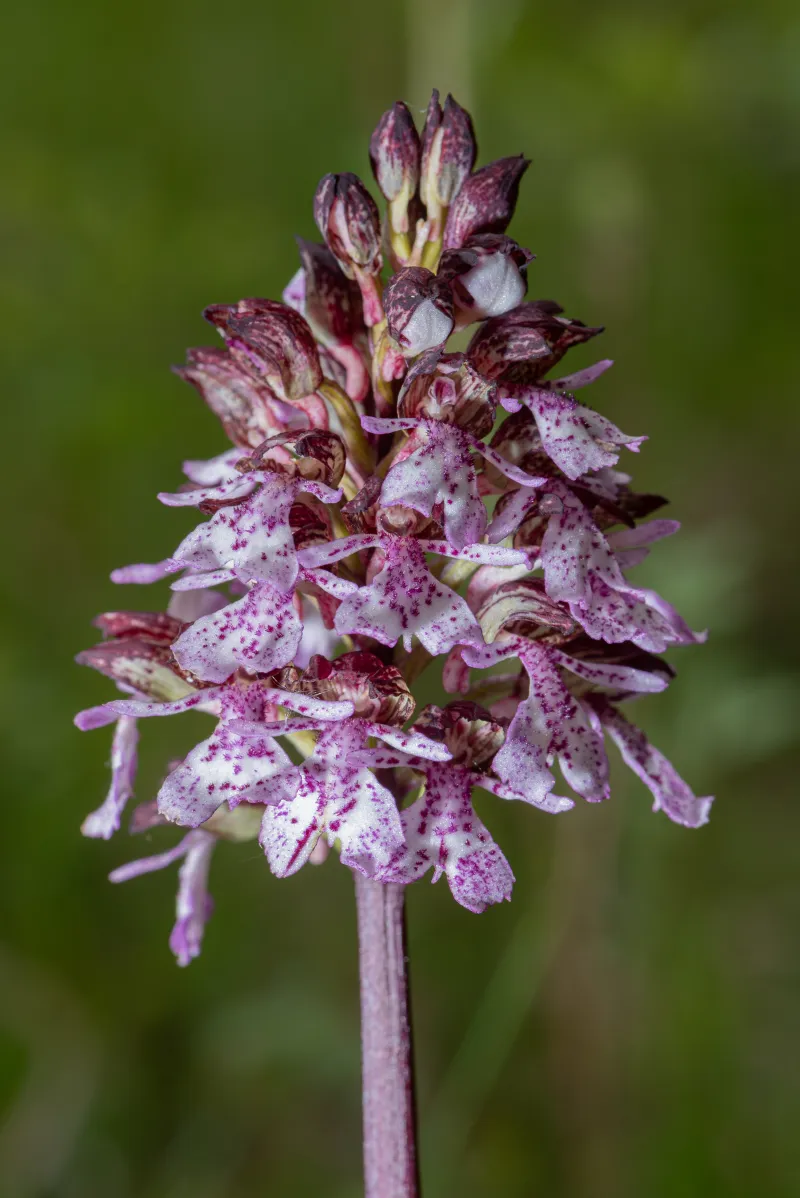 Orchis purpurea