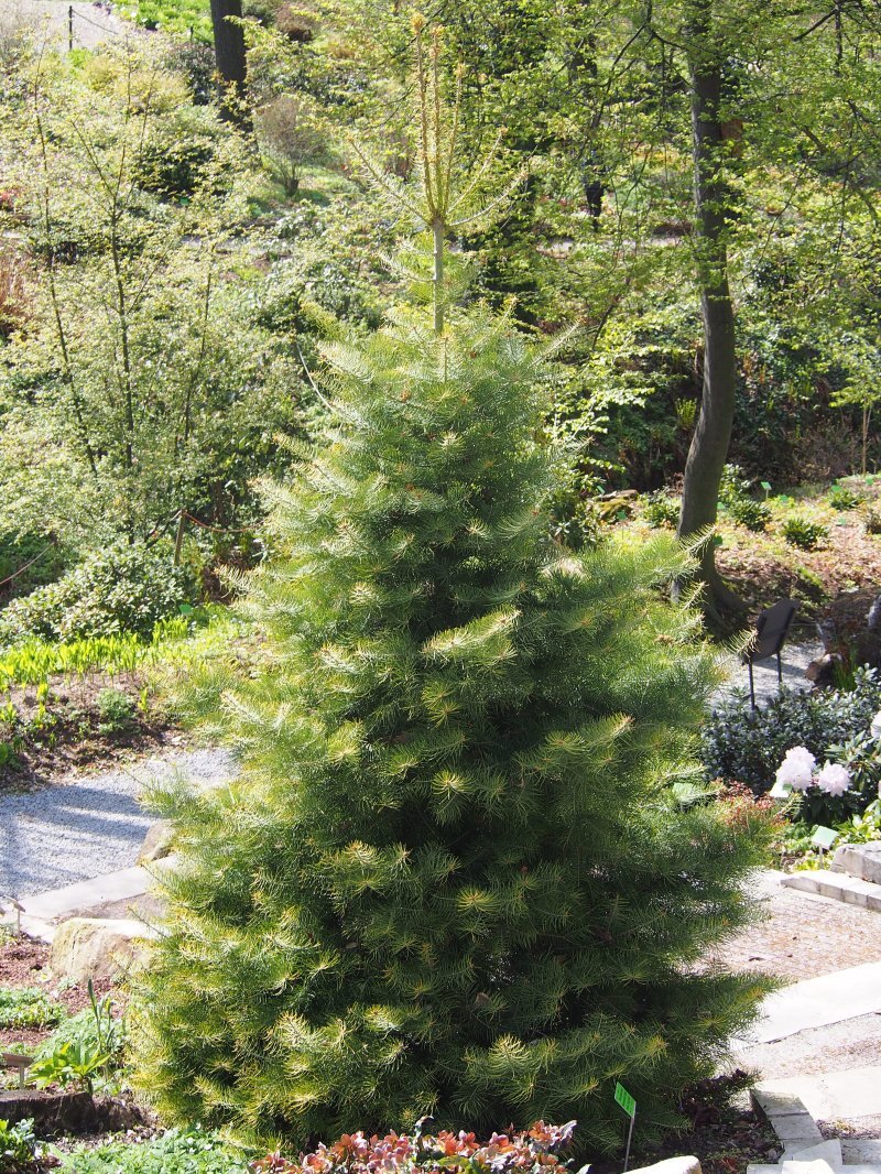 Abies concolor