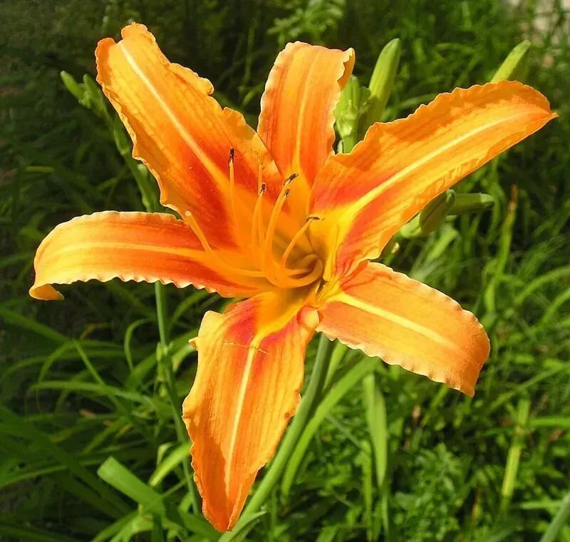 Hemerocallis hybrida