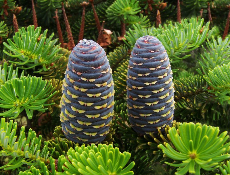 Abies koreana Wils