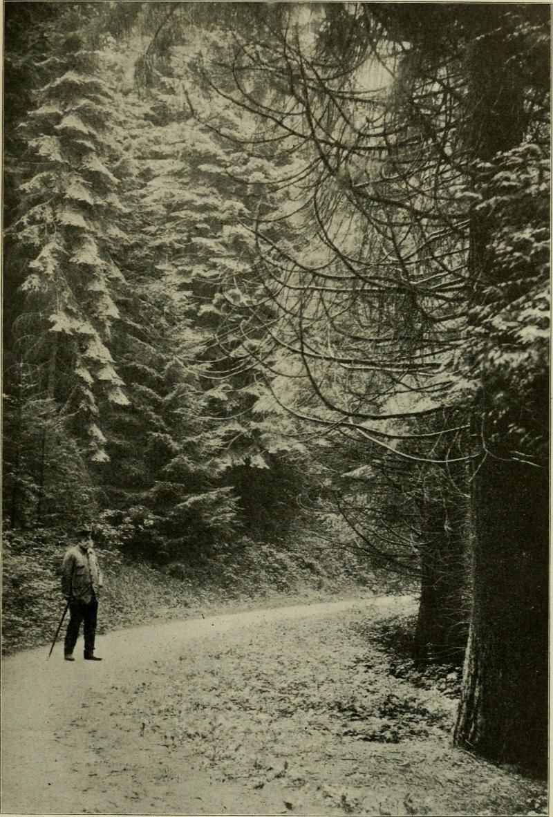 Abies nordmanniana Spach