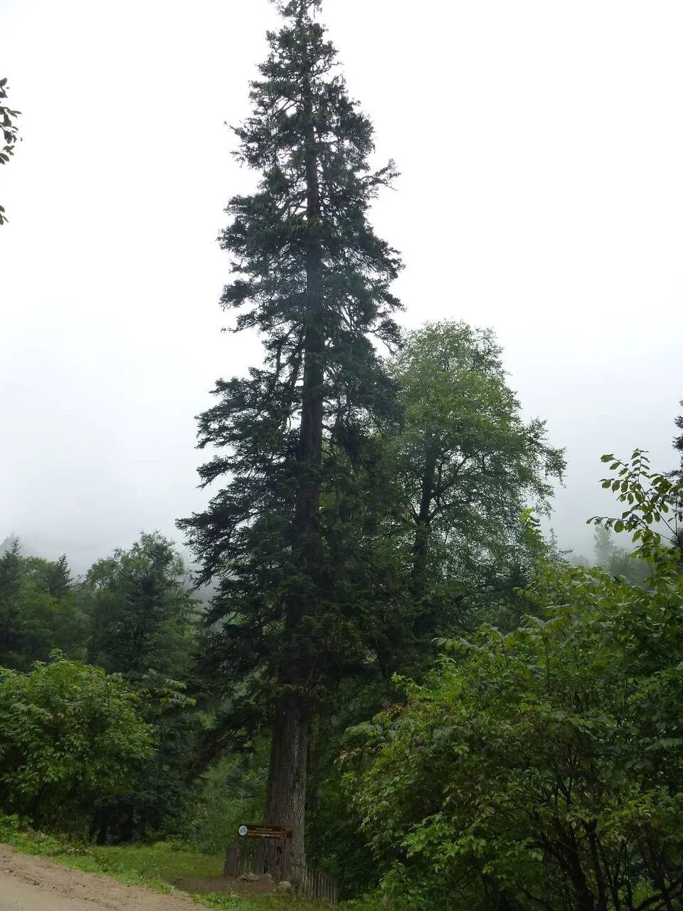 Abies nordmanniana Spach