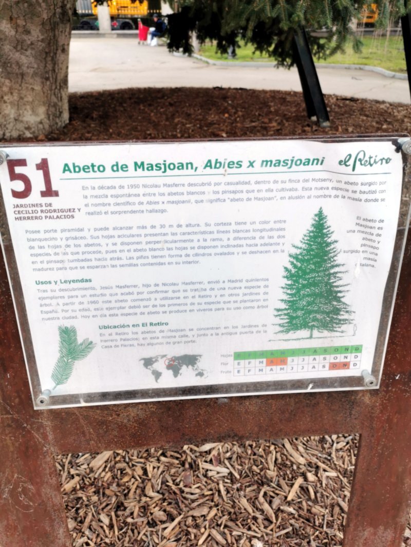 Abies x masjoani Masf