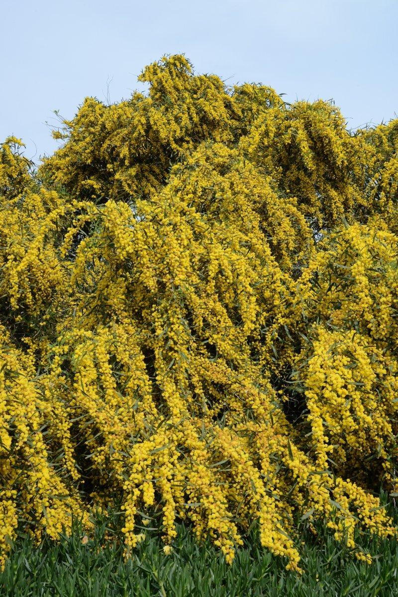 Acacia cyanophylla Lindl.