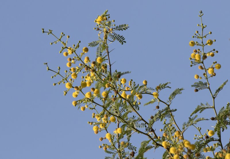 Acacia farnesiana