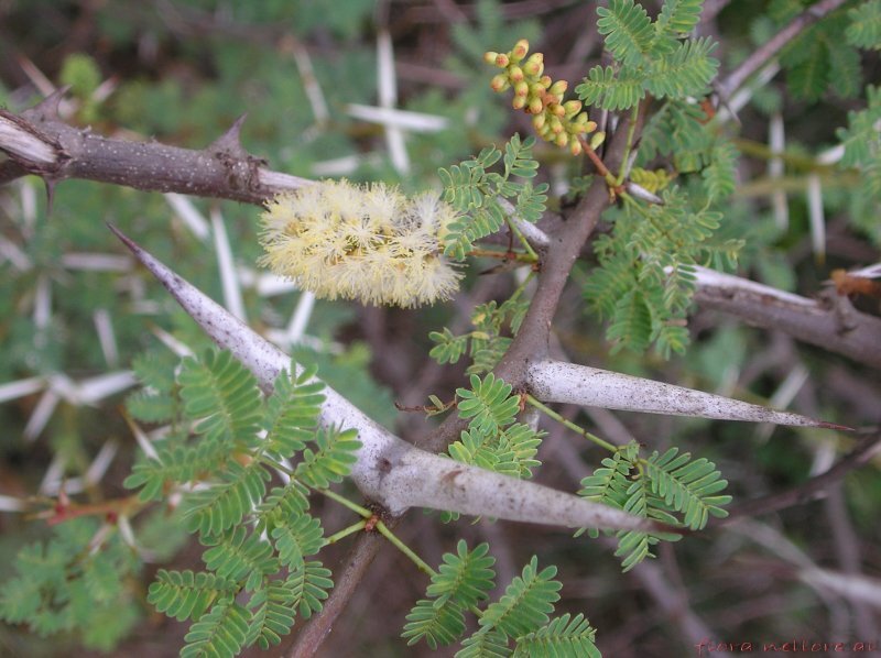 Acacia horrida Willd.