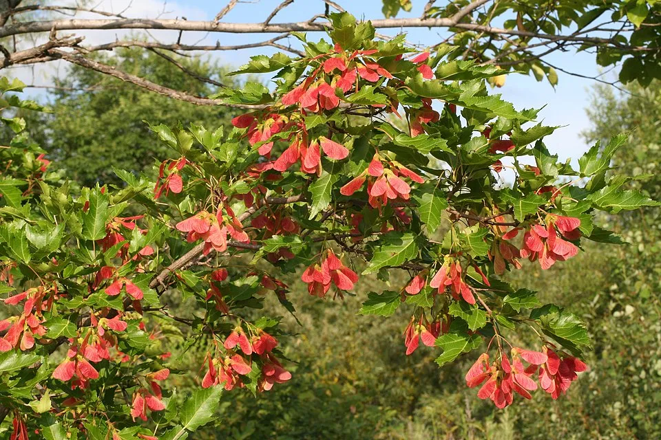 Acer ginnala Maxim