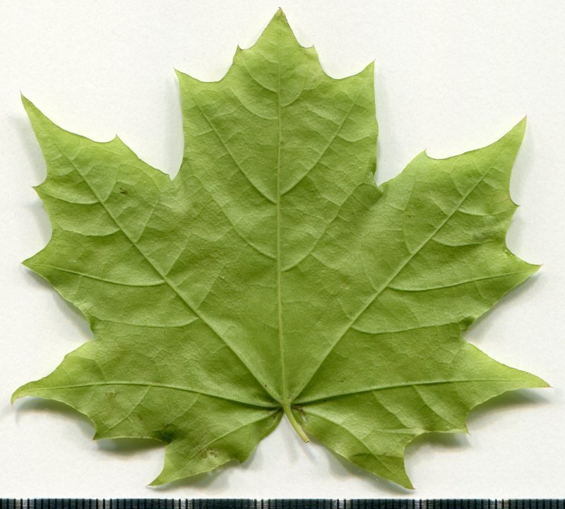 Acer platanoides L