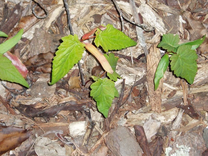 Acer pseudoplatanus L
