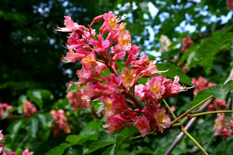 Aesculus x carnea 'Briotii'