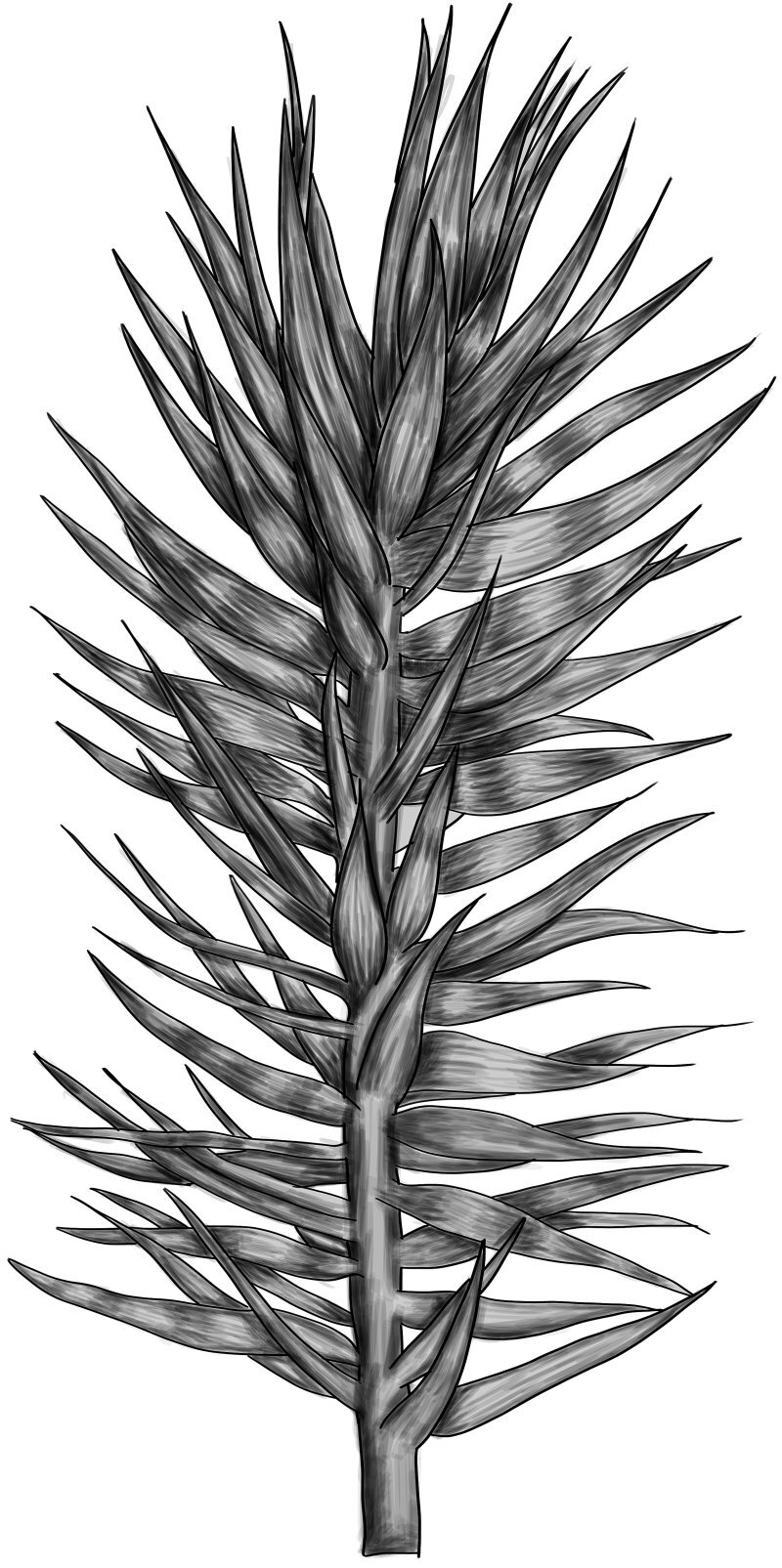 Araucaria angustifolia