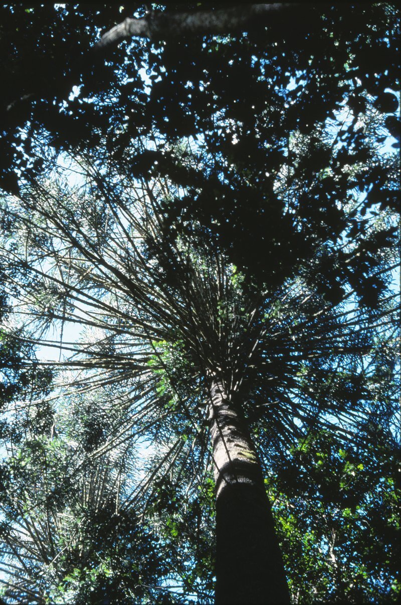 Araucaria bidwillii Hook. f
