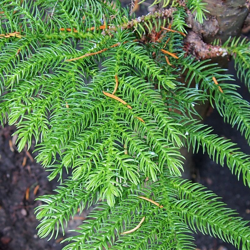 Araucaria columnaris