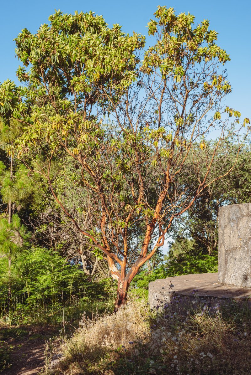 Arbutus canariensis Veill