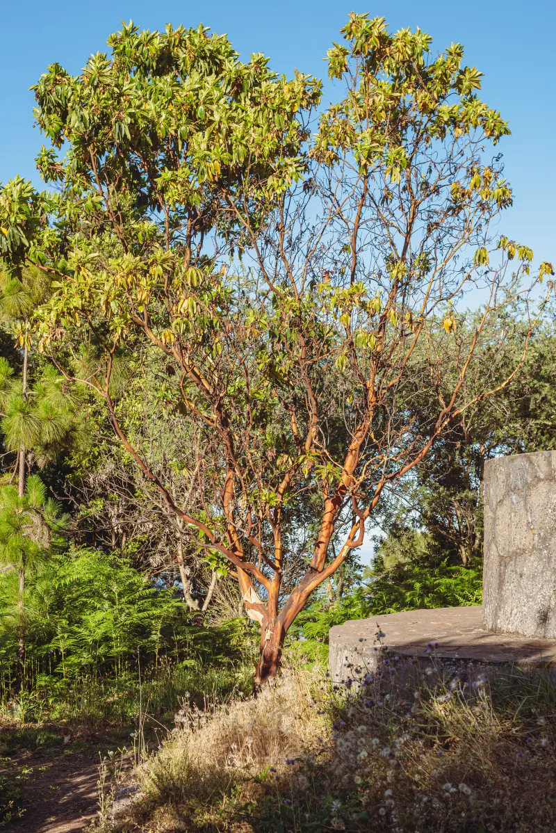 Arbutus canariensis Veill