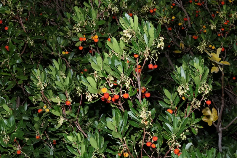 Arbutus unedo L