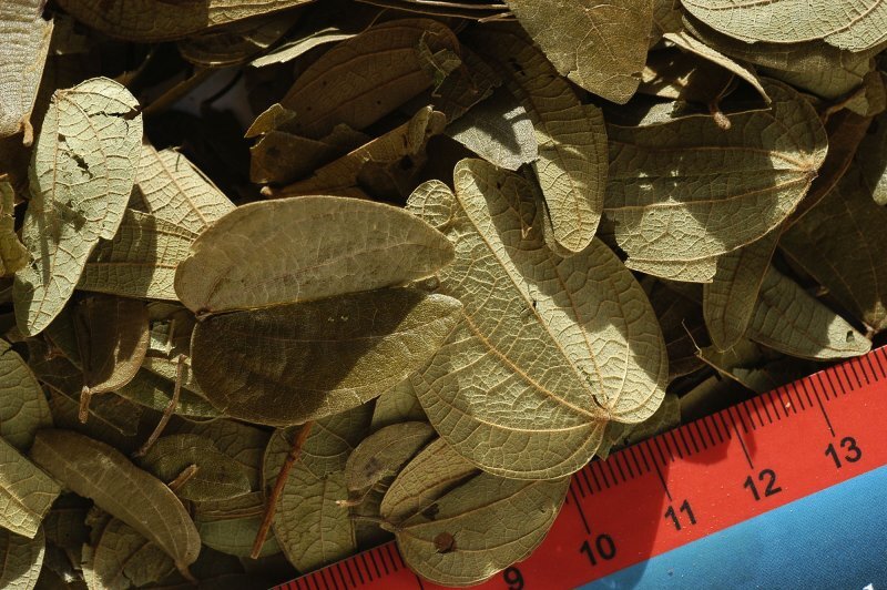 Bauhinia forficata Link