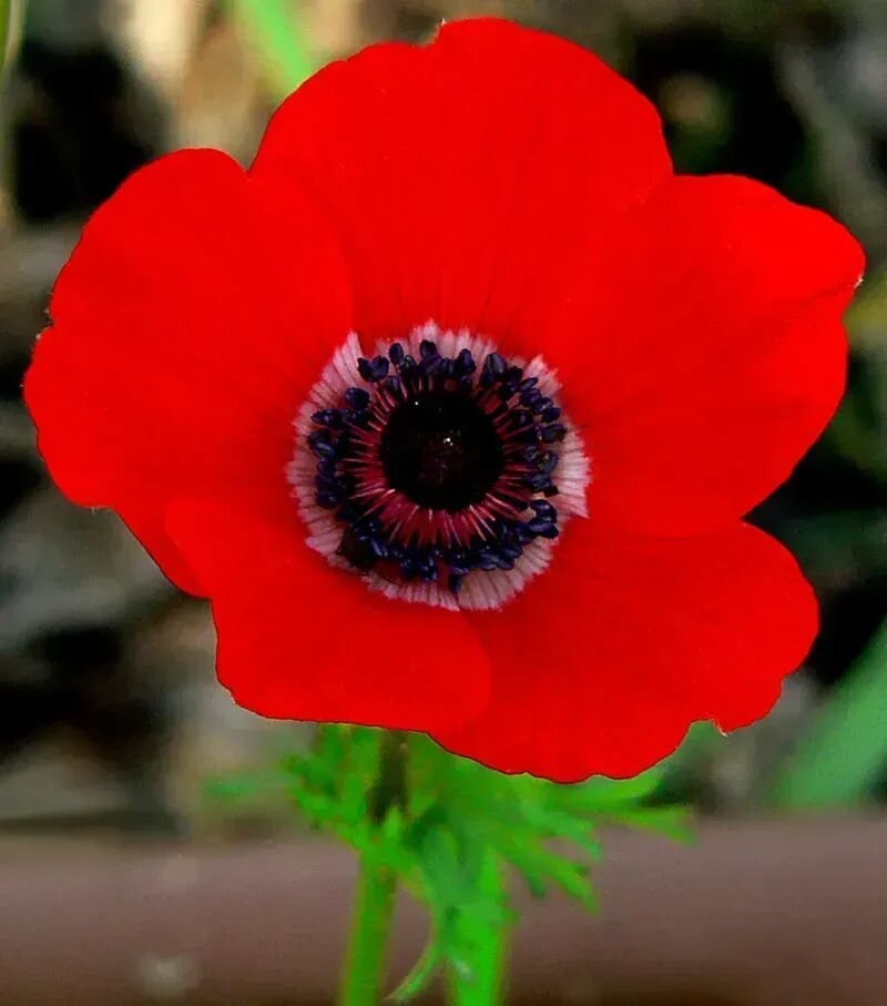Anemone coronaria