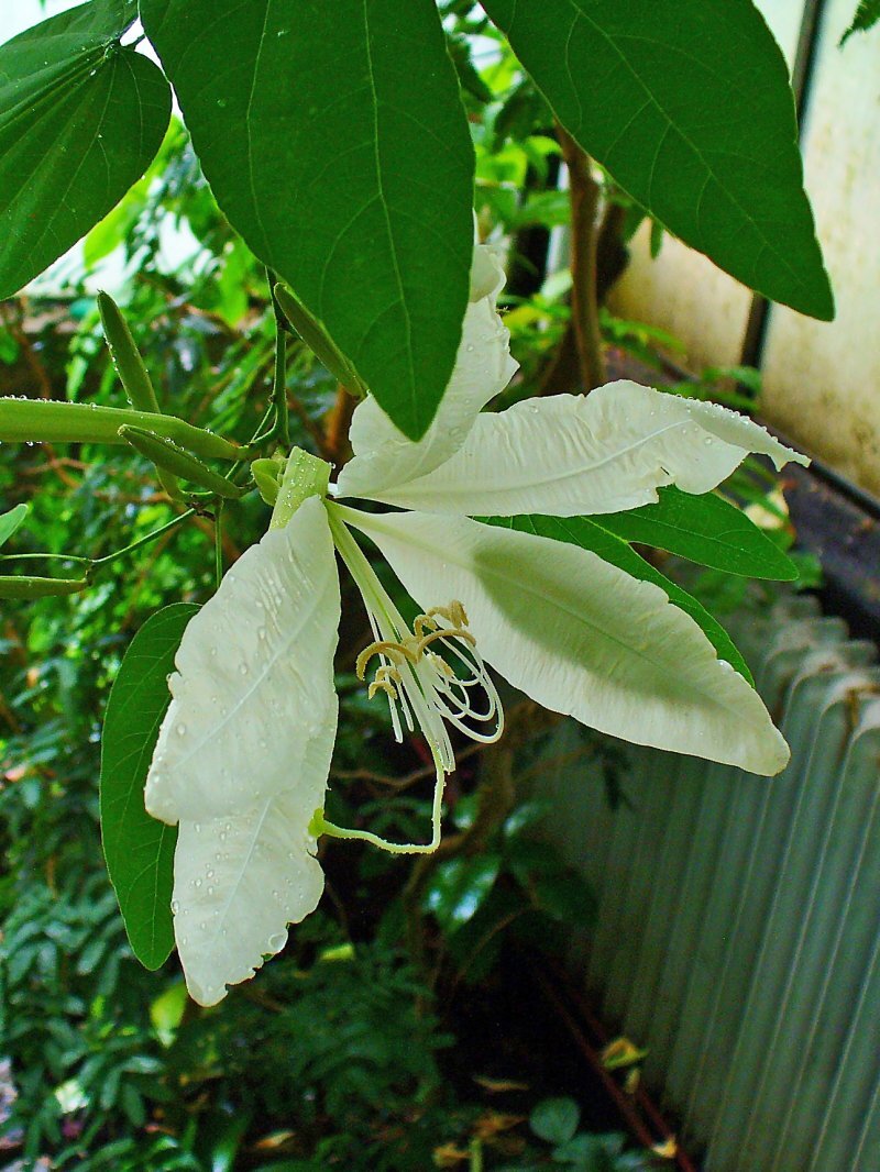 Bauhinia grandiflora Juss