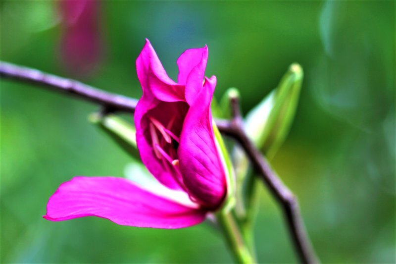 Bauhinia purpurea L.