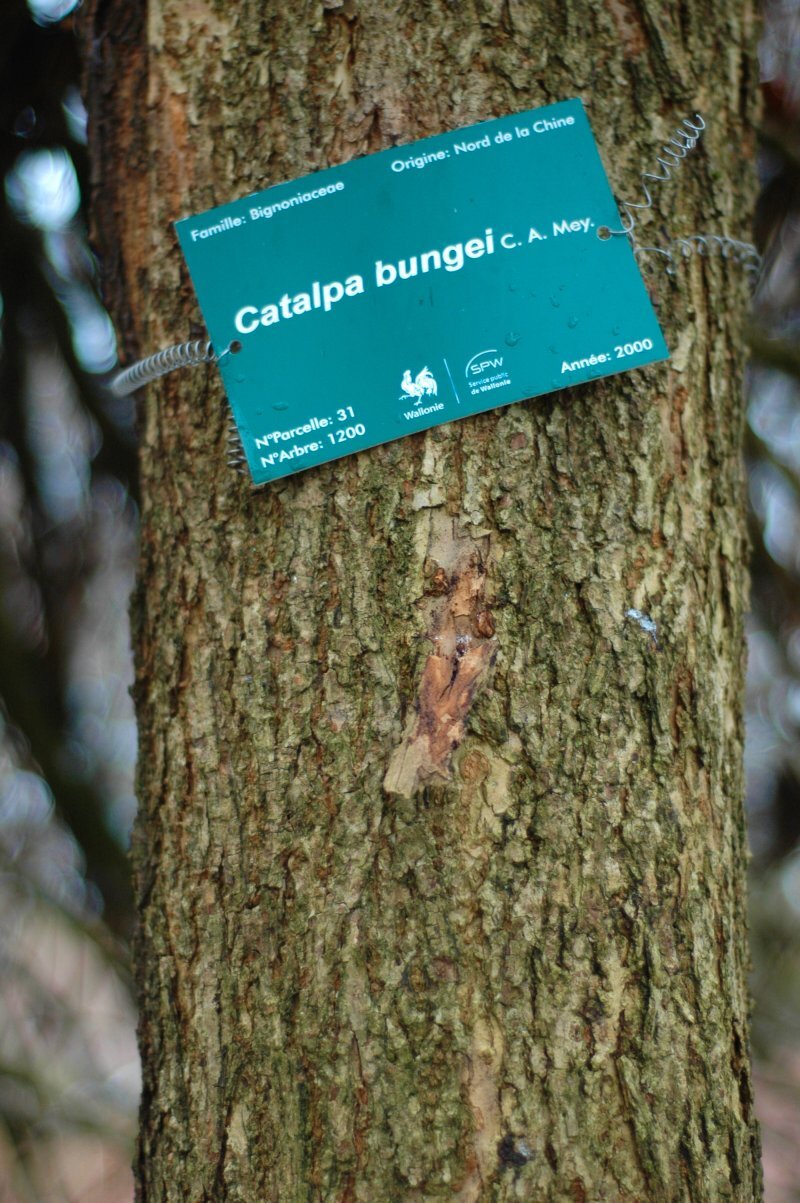 Catalpa bungei C.A.Mey