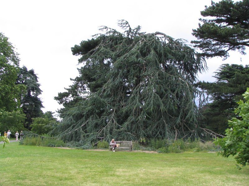 Cedrus atlantica 'Glauca'