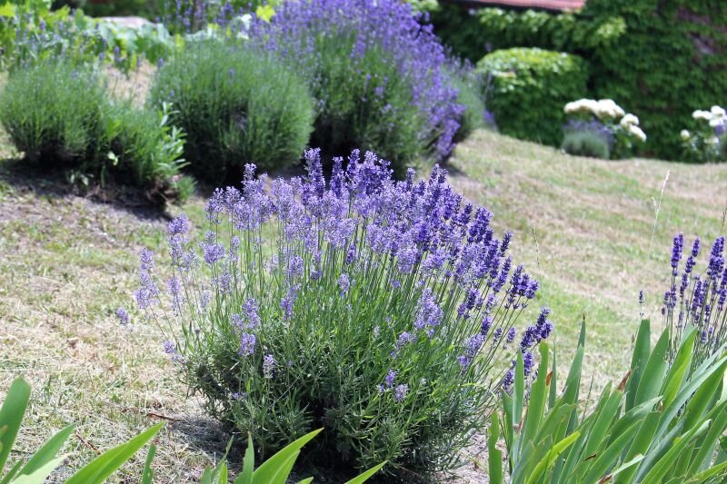Lavandula angustifolia