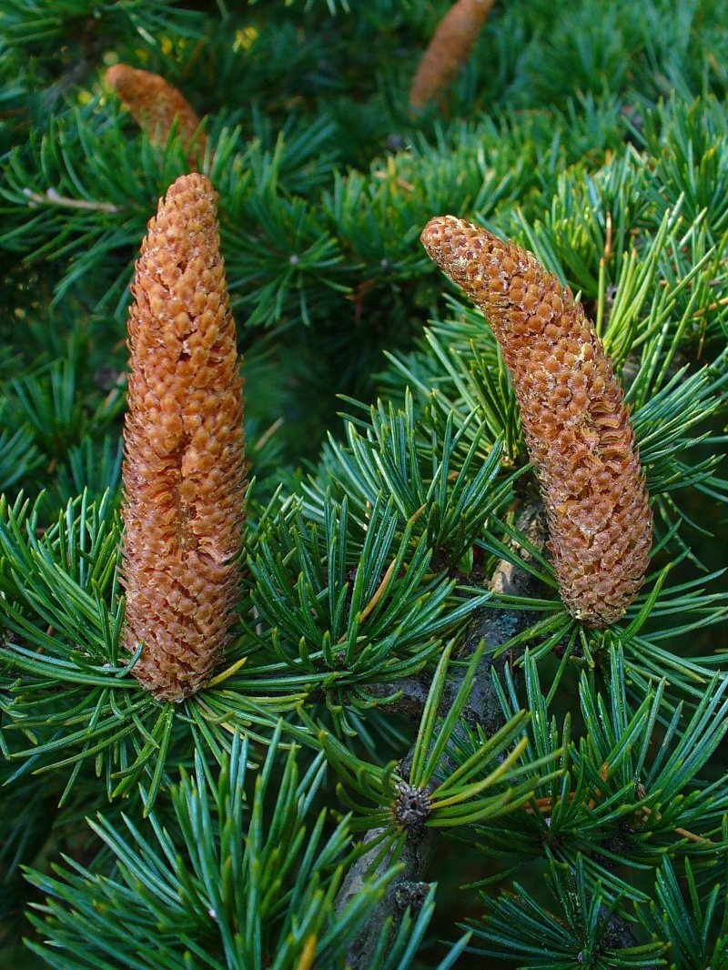 Cedrus libani A. Rich