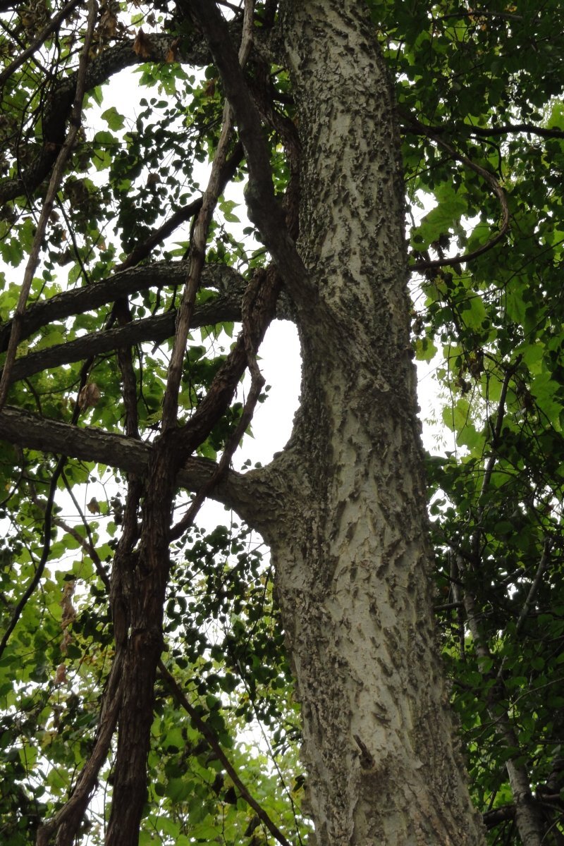 Celtis occidentalis L