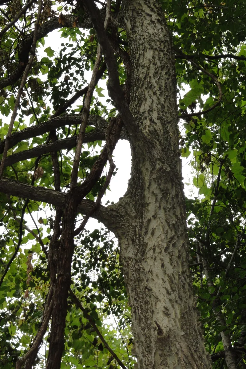 Celtis occidentalis L