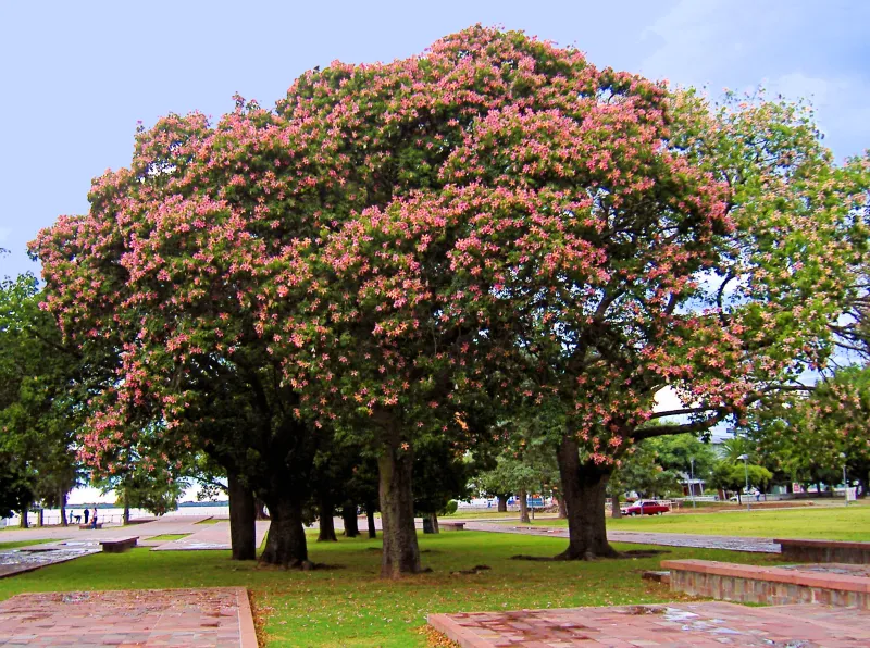Chorisia speciosa St.-Hill