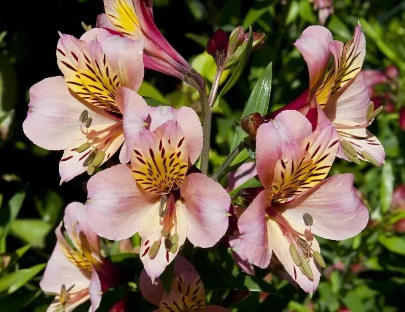 Alstroemeria aurea