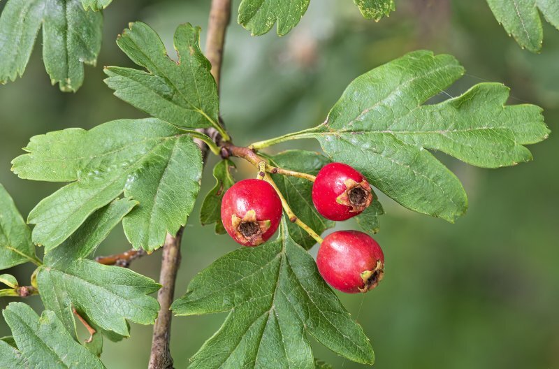 Crataegus monogyna Jacq