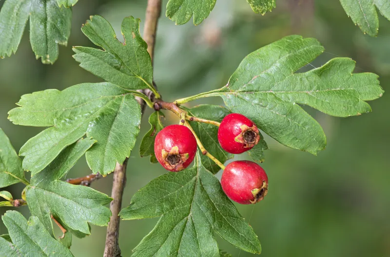 Crataegus monogyna Jacq