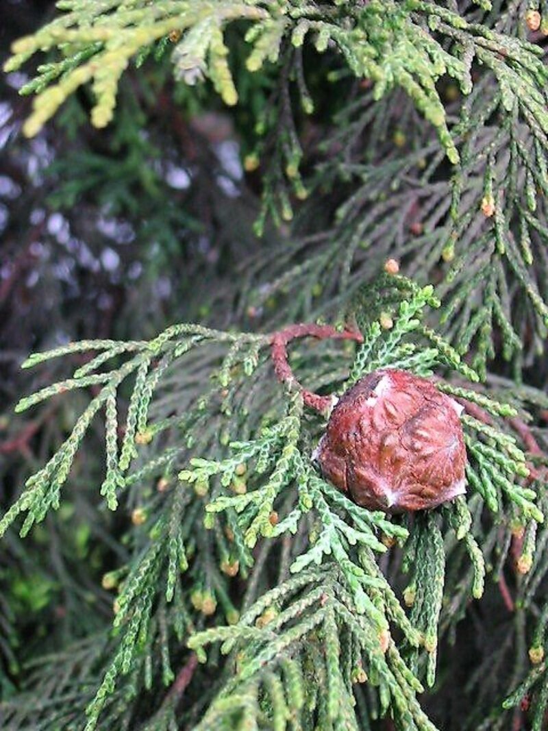 x Cupressocyparis leylandii