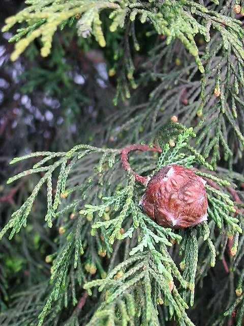 x Cupressocyparis leylandii