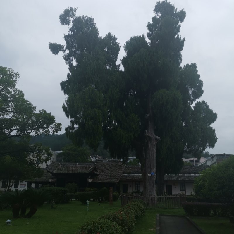 Cupressus funebris Endl