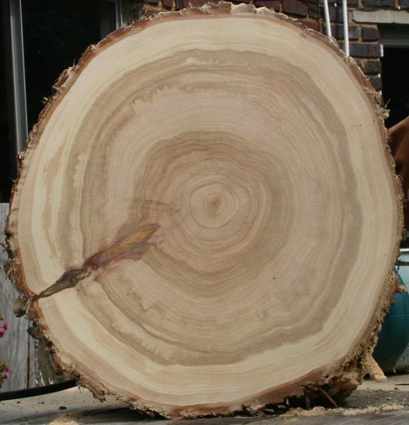 Cupressus lusitanica Mill